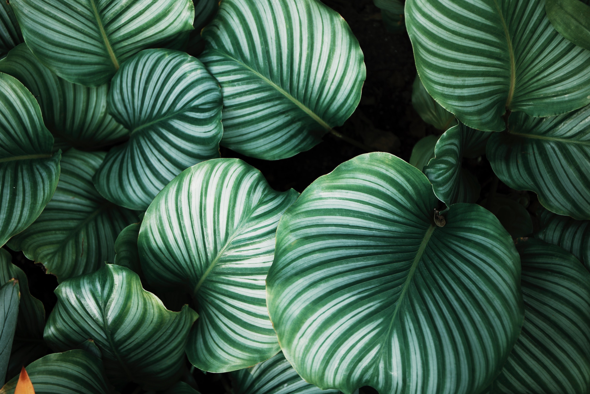 ren-ran-bBiuSdck8tU-unsplash